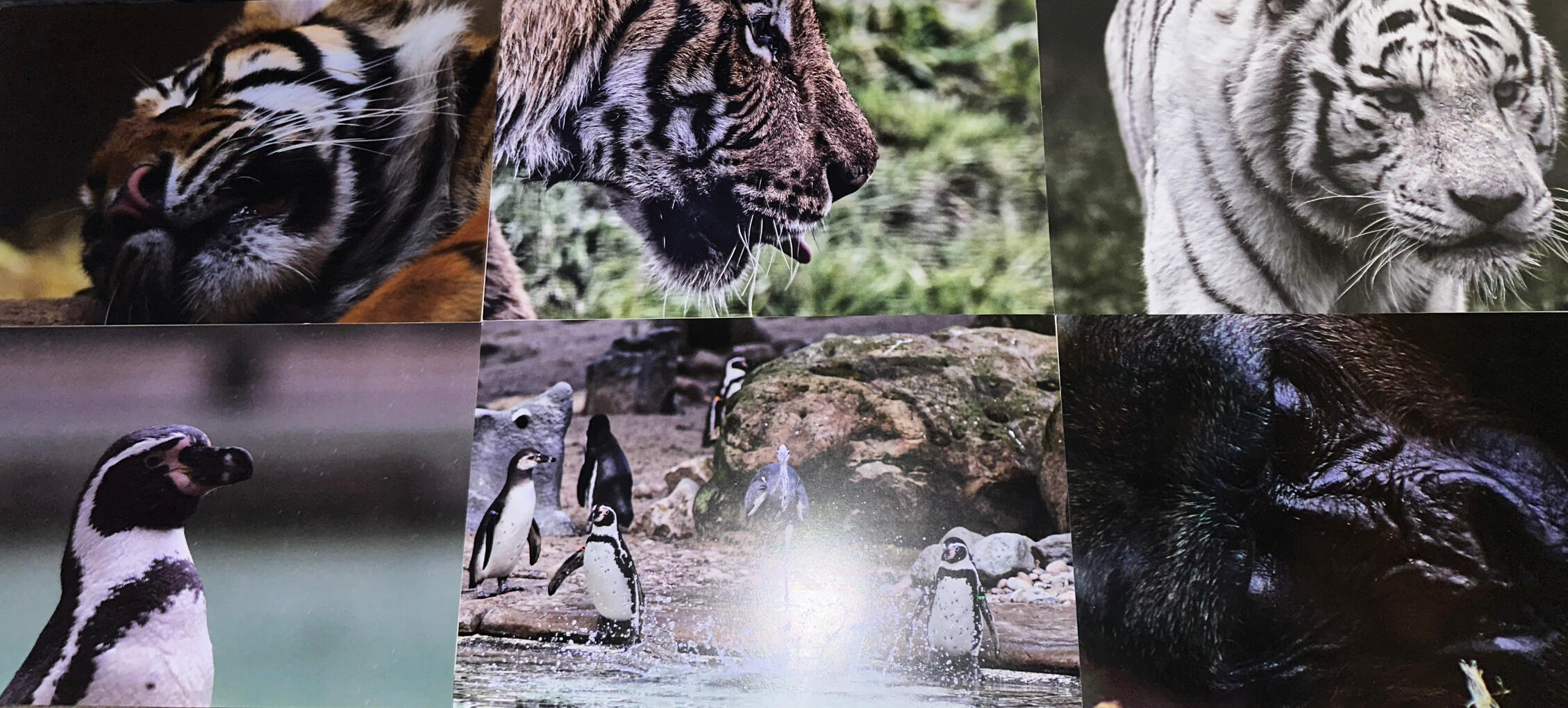 1 A3 Card stock Print - £30