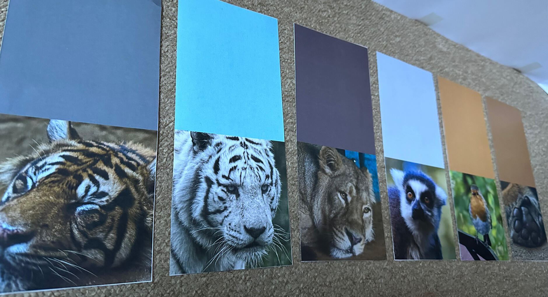 Net of Mini Notebook